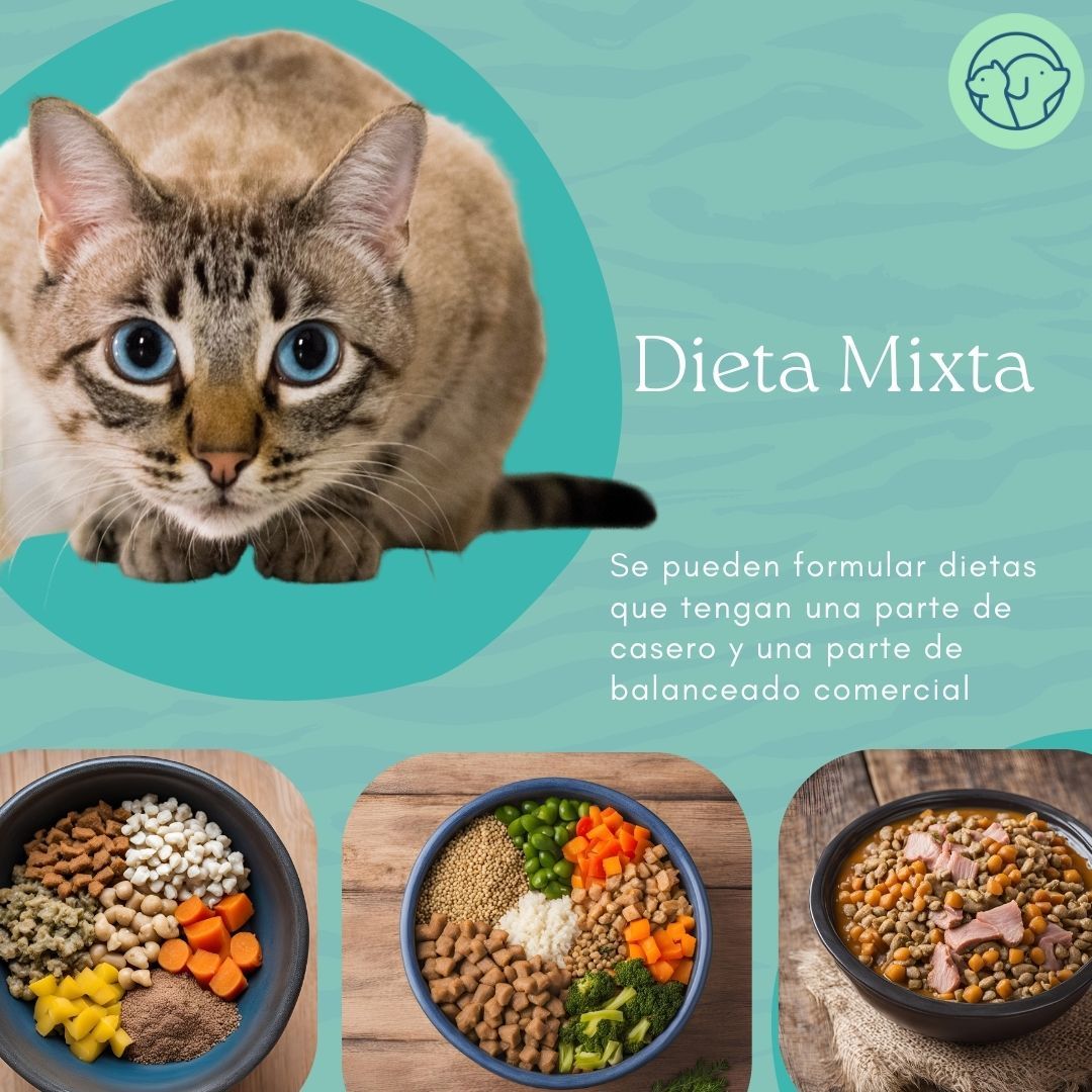 Dieta Mixta